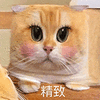 萌宠 猫咪 精致 呆萌 可爱