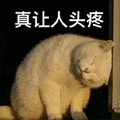 萌宠 猫咪 真让人头疼 呆萌 可爱