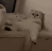 萌宠 猫咪 躺着 呆萌 可爱