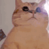 萌宠 猫咪 闪躲 呆萌 可爱