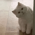萌宠 猫咪 疑问 呆萌 可爱