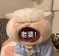 萌宠 猫咪 老婆 呆萌 可爱