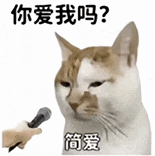 萌寵 貓咪 呆萌 可愛