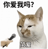 萌宠 猫咪 呆萌 可爱