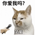 萌宠 猫咪 呆萌 可爱