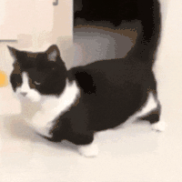 萌宠 猫咪 鬼畜 呆萌 可爱