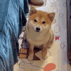 萌宠 狗狗 看 呆萌 可爱