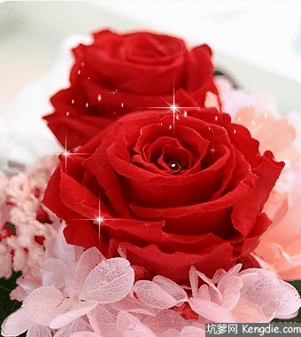 玫瑰花最美动态图片