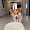 萌宠 狗 我来了 呆萌 可爱