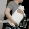 猫咪 跳舞 沙雕 搞笑 逗