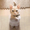 萌宠 猫咪 恭喜 呆萌 可爱
