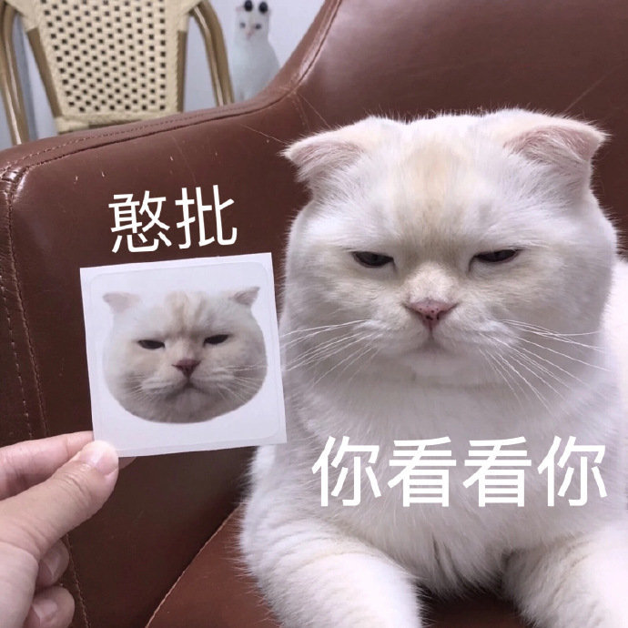 猫嫌弃人类的表情图片图片