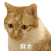 萌宠 猫咪 麻木 呆萌 可爱