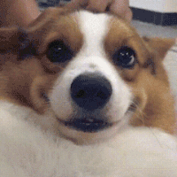 萌宠 狗狗 开心 呆萌 可爱