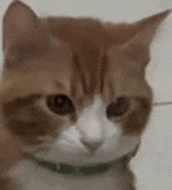 萌宠 猫咪 盯 呆萌 可爱