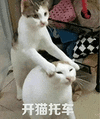 萌宠 猫咪 开猫托车 呆萌 可爱