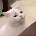 萌宠 猫咪 好奇 呆萌 可爱