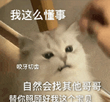 萌宠 猫咪 我这么懂事 呆萌 可爱