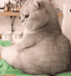 萌宠 猫咪 哼 呆萌 可爱