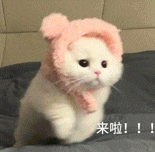 萌寵 貓咪 來(lái)啦 呆萌 可愛(ài)