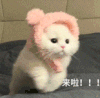 萌宠 猫咪 来啦 呆萌 可爱