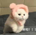 萌宠 猫咪 来啦 呆萌 可爱