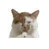 萌宠 猫咪 烧香 呆萌 可爱