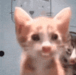 猫咪 可爱 搞怪 沙雕