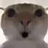 萌宠 猫咪 吃惊 呆萌 可爱