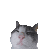 萌宠 猫咪 爆炸 呆萌 可爱