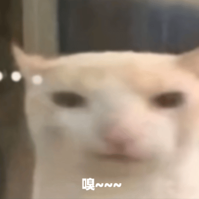 猫咪 可爱 搞怪 沙雕