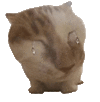 萌宠 猫咪 哭 呆萌 可爱