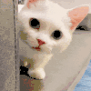 萌宠 猫咪 盯 呆萌 可爱