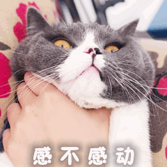 可爱 沙雕 感动不 搞笑 逗