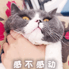 可爱 沙雕 感动不 搞笑 逗