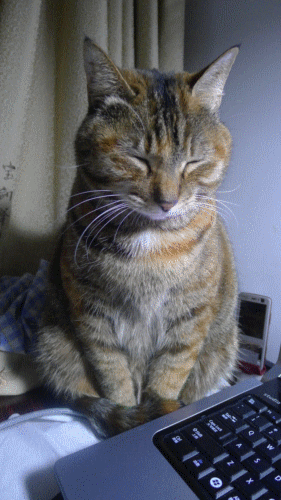 猫咪呕吐的表情包动态图片