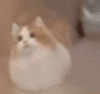 萌宠 猫咪 摇摆 呆萌 可爱
