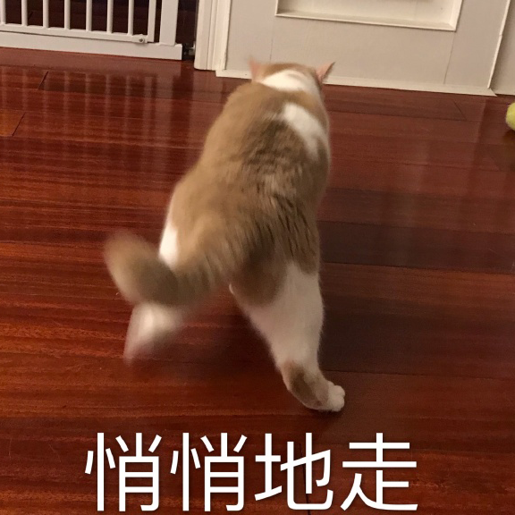 萌宠gif猫星人gif悄悄地走gif悄咪咪gif搞怪gif逗gif