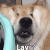 萌宠 狗狗 lay了 呆萌 可爱