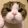 萌宠 猫咪 生气 呆萌 可爱