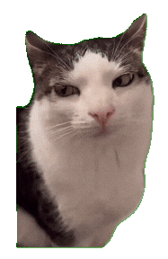 萌宠 猫咪 无聊 呆萌 可爱