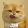萌宠 猫咪 嘻嘻 呆萌 可爱