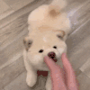 萌宠 狗狗 大声 呆萌 可爱