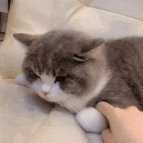 萌宠 猫咪 不开心 呆萌 可爱