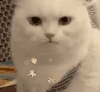 萌宠 猫咪 吵架 呆萌 可爱