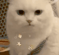 萌宠 猫咪 吵架 呆萌 可爱