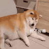 萌宠 狗狗 好不好嘛 呆萌 可爱