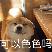 萌宠 狗狗 可以色色吗 呆萌 可爱