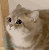 萌宠 猫咪 好奇 呆萌 可爱