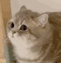 萌宠 猫咪 好奇 呆萌 可爱